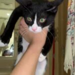 tuxedo cat