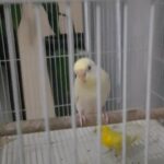 female white budgie with red eyes