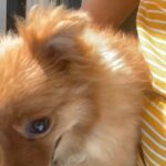 Pomeranian female 5 and half months old with all papers and vaccinated