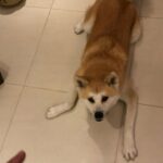 Beautiful Akita Inu - Excellent health and house trained