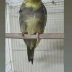 أنثى كوكتيل cockatiel female for sale