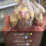 Isabella cockatiel parrot babies فروخ كوكتيل ايزابيلا