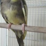 cockatiel female أنثى كوكتيل