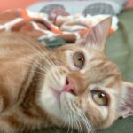 5 Months Female Ginger Tabby Cat For Adoption (not free)