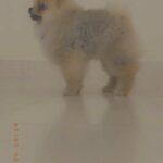 Pomerania male for sale