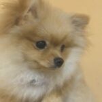 Pomeranian female 6 months