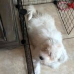 Maltese Male 4 months