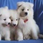 samoyed