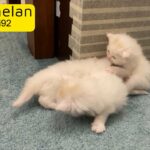 pedigree pure breed Persian kittens