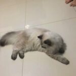 Hemalaian persian cat