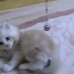 Fullfy beautiful  playful ginger qnd white Persian  male kitten
