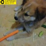 golden retriever mix labrador puppy male