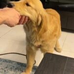 Golden Retriever female 6 months old