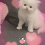 PURE SPANISH PERSIAN KITTENS AVAILABLE