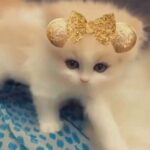?PURE SPANISH PERSIAN KITTENS AVAILABLE