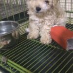 Champagne  poodle puppy for sale