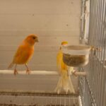 2 pair of Canaries for Sale