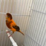 male canary for sale