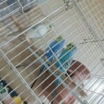 4 budgies for sale