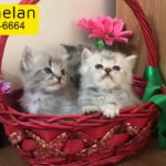 Cute persian kittens 2 boys