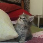 cute pure persian kitten boy