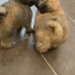 Shipoo puppies