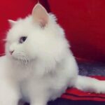 female white pure persian cat