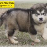 looking for alaskan malamute giant puppy
