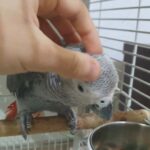 african grey parrot/casco/كاسكو