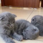 most adorable beautiful kittens