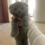 male Scottish fold