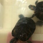 2 Turtles for Sale