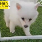 Adorable Spitz Puppy Male