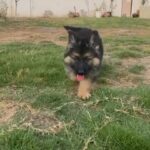 German Shepherd Puppies Male and Female