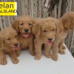 Adorable Golden Retriver Puppies