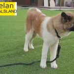 American Akita Male Available Now
