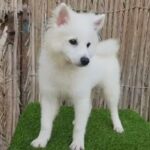 Japanese Spitz Puppy