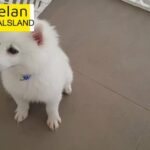 Adorable Spitz Puppy Male