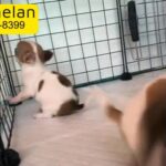Chihuahua puppies 35 days