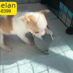 Applehead chihuahua puppies