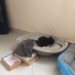Persian - Himalayan Kittens