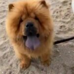 Need Chow Chow Male for Mating URGENT