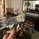 female cockatiel tamed