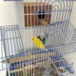 English budgie bonded pair