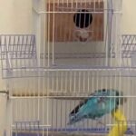 English budgie bonded pair with cage and food and breeding box