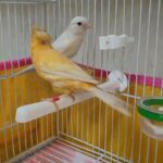 Pair of canary with 3 chicks زوج كناري مع ٣ فراخ