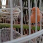 Canary pair with 4 eggs and cage