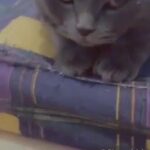 Scottish fold male cat only for mating (not for sale)