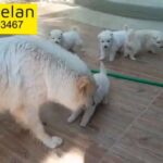 white swiss shepherd puppies for sale