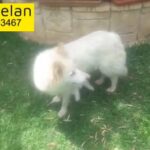 white swiss shepherd puppy for sale